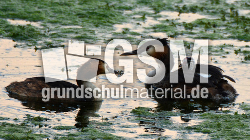 Haubentaucher (4).jpg